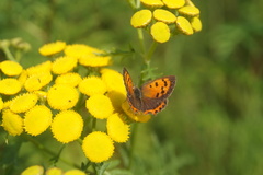 Lycaena phlaeas