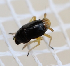Ditropis pteridis