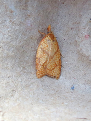 Cenopis reticulatana