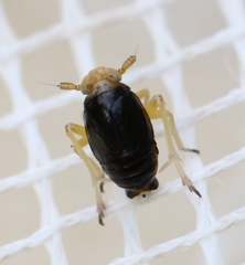 Ditropis pteridis