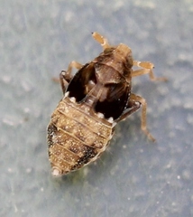 Megamelodes quadrimaculatus