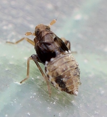 Megamelodes quadrimaculatus