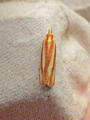 Sparganothis tristriata