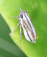 Eurybregma nigrolineata