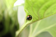 Harmonia axyridis
