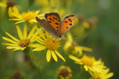 Lycaena phlaeas