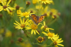 Lycaena phlaeas