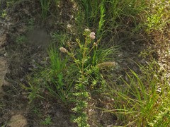 Dalea villosa grisea