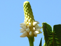Hura polyandra