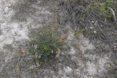 Hedysarum ucrainicum