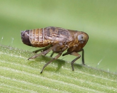 Xanthodelphax stramineus