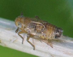 Xanthodelphax stramineus