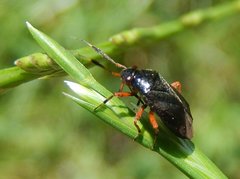 Capsus ater