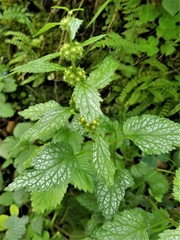 Lamium galeobdolon flavidum