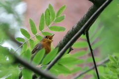 Erithacus rubecula