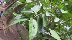 Lagerstroemia