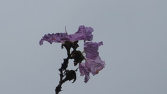 Lagerstroemia