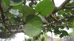 Coccoloba