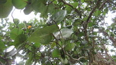 Coccoloba