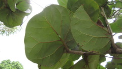 Coccoloba
