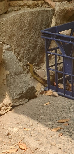 Tiger Snake sighting