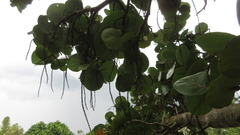 Coccoloba