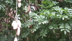 Kigelia africana