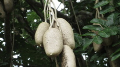 Kigelia africana