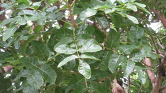 Kigelia africana