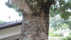 Kigelia africana