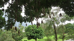 Kigelia africana