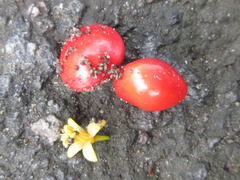 Adenanthera pavonina