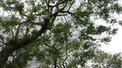 Adenanthera pavonina