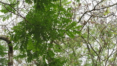 Adenanthera pavonina
