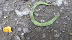 Adenanthera pavonina