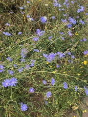 Cichorium intybus