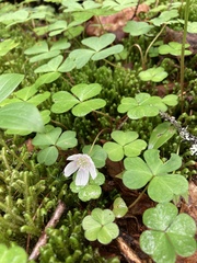 Oxalis montana image