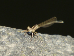 Platycnemis