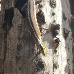 Cryptoblepharus virgatus