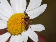 Calocoris roseomaculatus