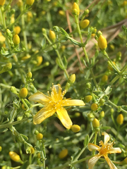 Hypericum triquetrifolium