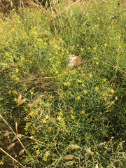 Hypericum triquetrifolium