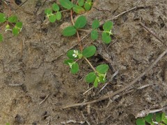 Euphorbia cordifolia