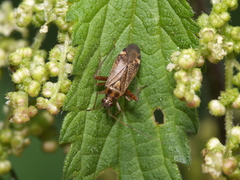 Closterotomus fulvomaculatus