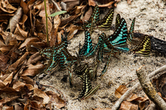 Graphium porthaon