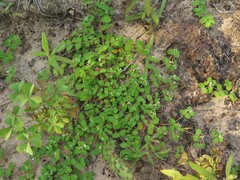 Euphorbia cordifolia