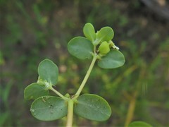 Euphorbia cordifolia