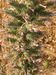 Echium glomeratum