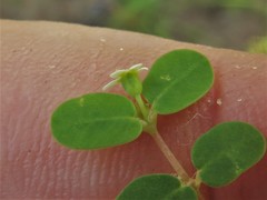 Euphorbia cordifolia