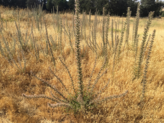 Echium glomeratum